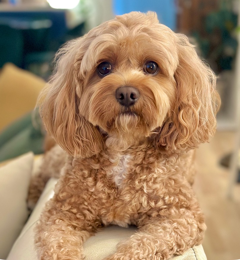 Bilbo Baggins the Cavoodle